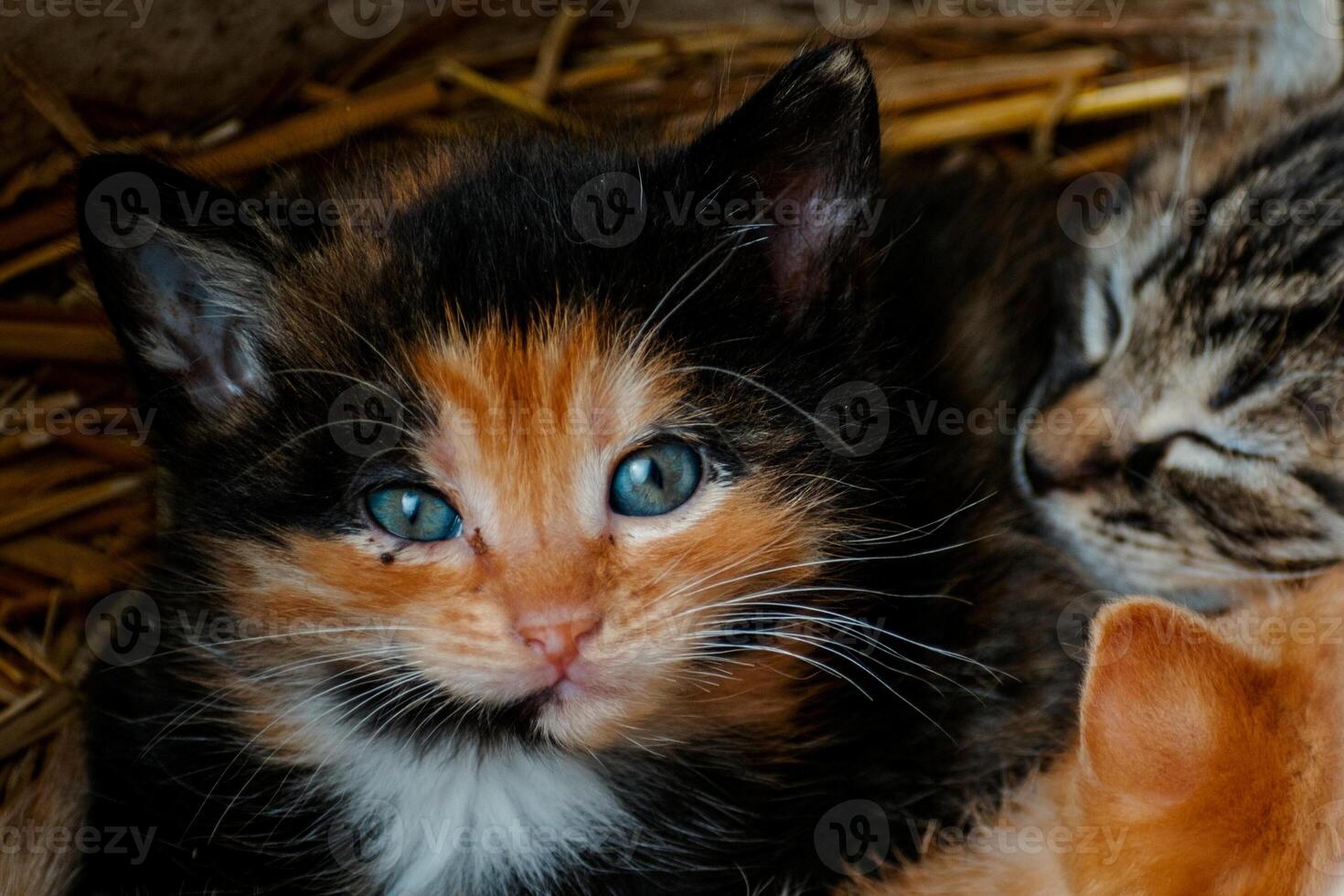 Cute calico kitten with blue eyes looking at the camera, litter of three kittens in the straw on a farm photo