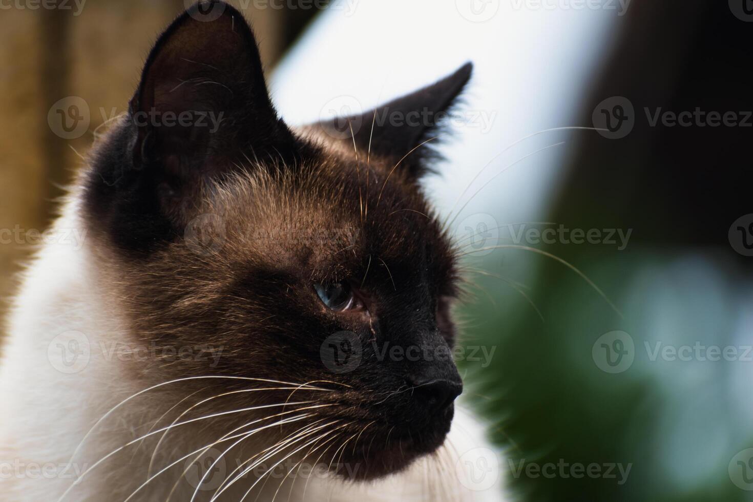 Cute domesticated siamese cat with blue eyes, outdoor scene, felis catus photo