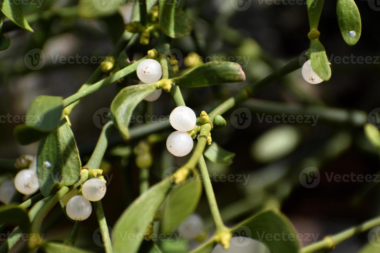 Branch of mistletoe with white berries on apple tree. Viscum album, close-up. photo