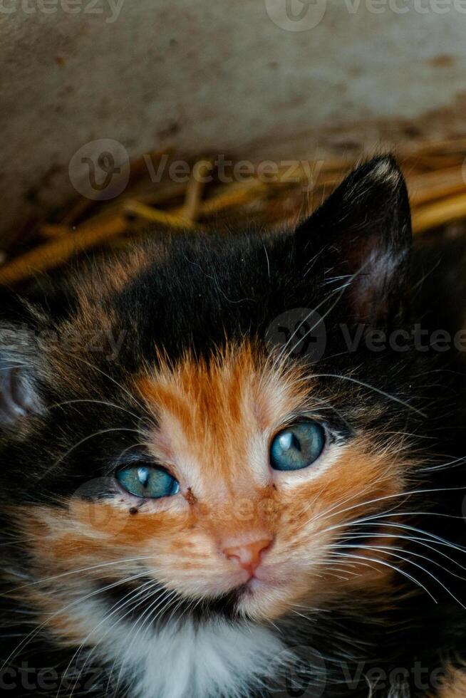 linda calicó gatito con azul ojos mirando a el cámara, camada de Tres gatitos en el Paja en un granja foto