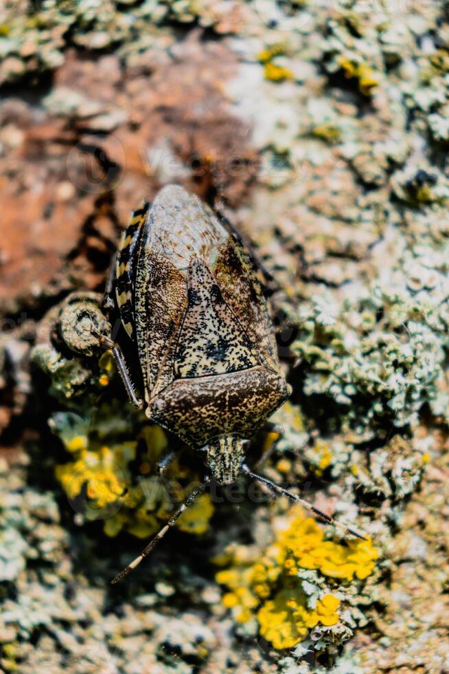 Mottled shieldbug on a tree, stink bug, rhaphigaster nebulosa photo