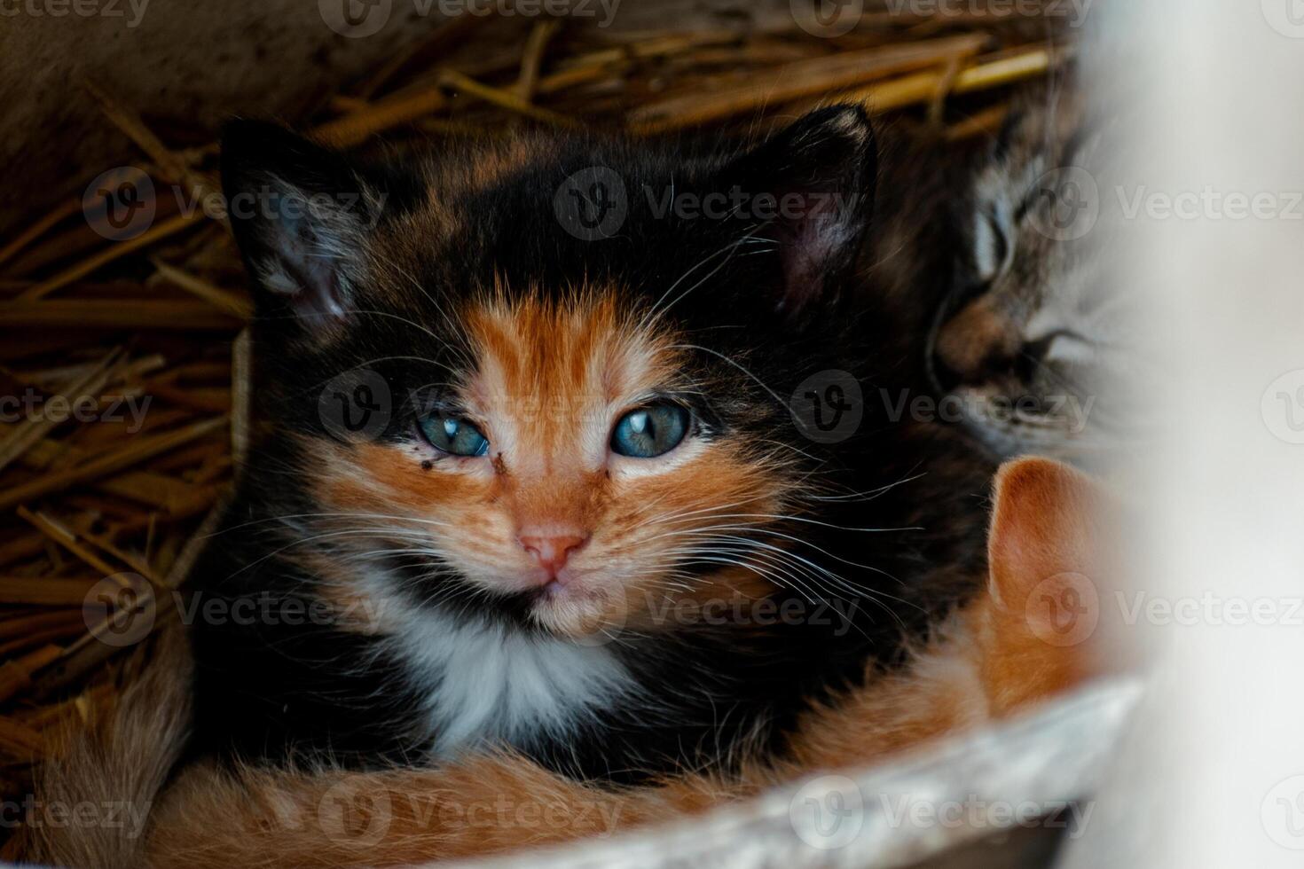 linda calicó gatito con azul ojos mirando a el cámara, camada de Tres gatitos en el Paja en un granja foto