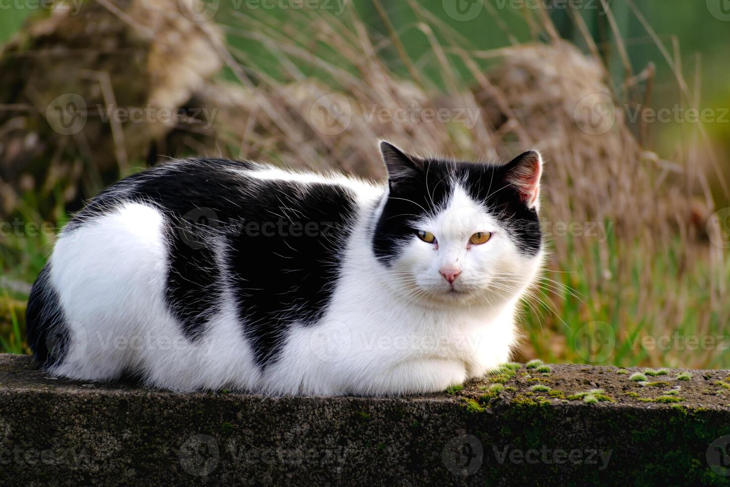 Domesicated bicolor cat with yellow eyes, black and white fur, outdoor scene, felis catus, european shorthair, celtic shorthair photo