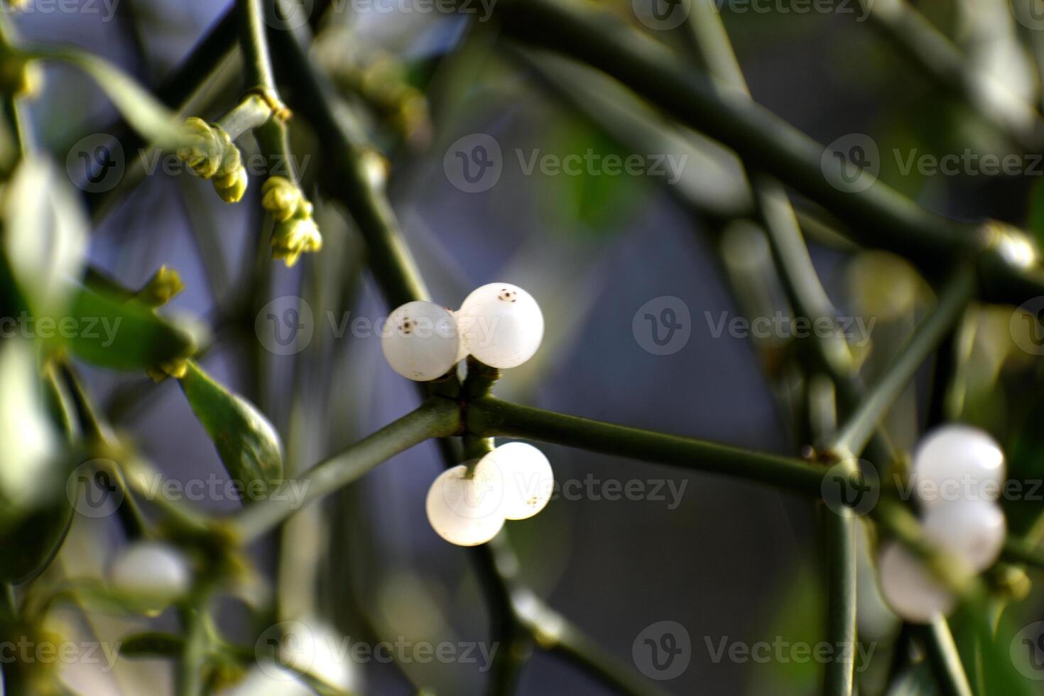 Branch of mistletoe with white berries on apple tree. Viscum album, close-up. photo