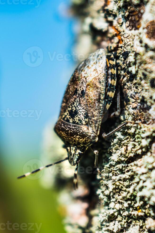 Mottled shieldbug on a tree, stink bug, rhaphigaster nebulosa photo