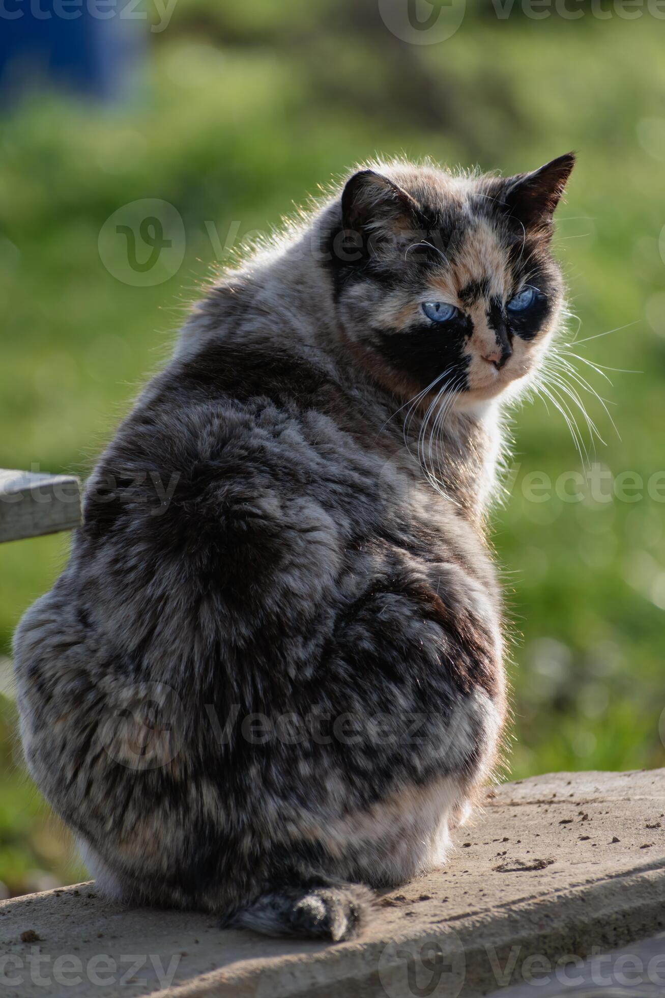 Beautiful calico cat with blue eyes sitting in the garden with ..., حجم الصورة 1307x1960