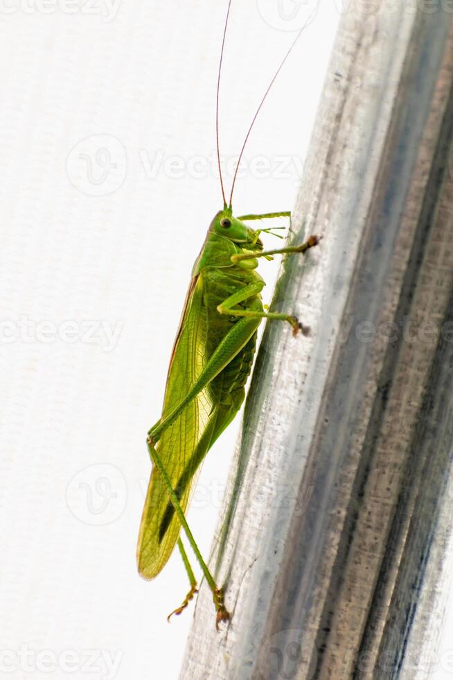 grande saltamontes en un jardín carpa, Chicharra, tettigoniidae foto