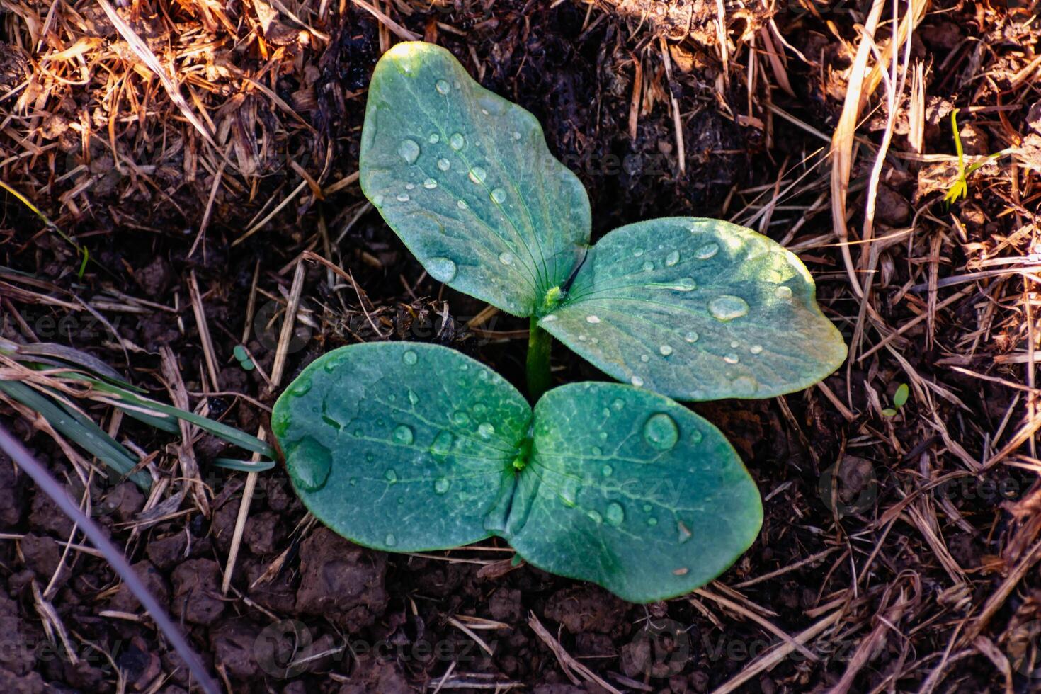 Young pumpkin plant in an ecological garden, mulching and permaculture, squash, healthy food photo