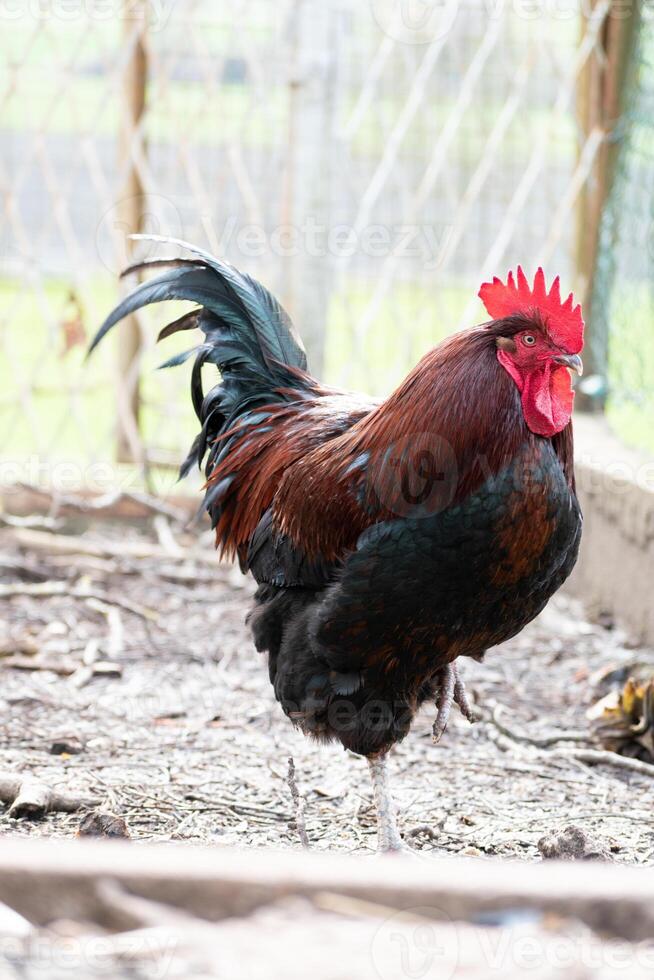 French rooster in a farm with beautiful dark plumage photo