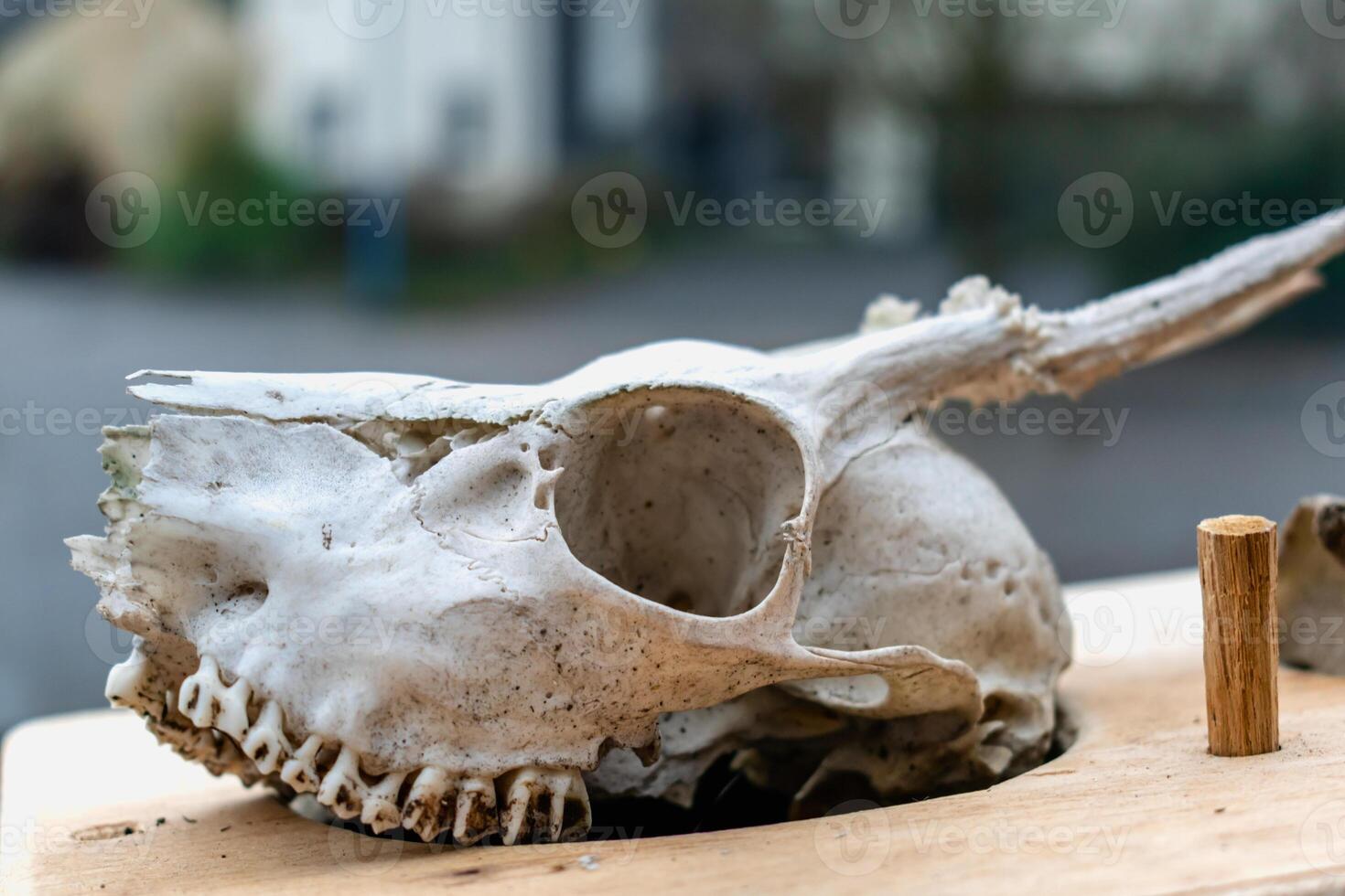 Skull of young deer with its teeth and antlers photo