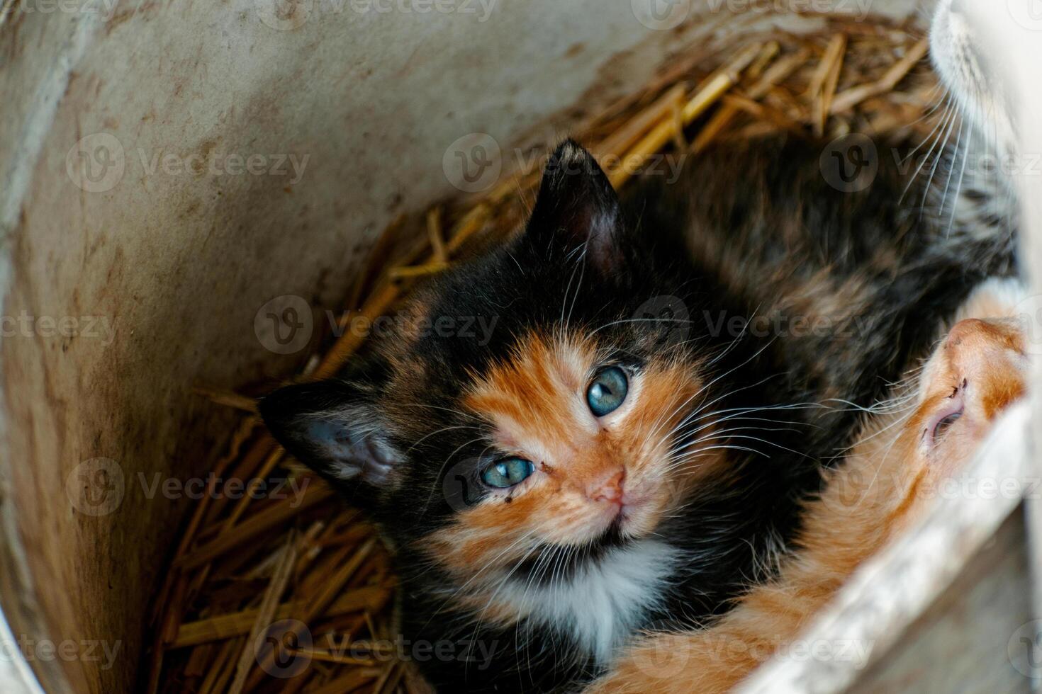 linda calicó gatito con azul ojos mirando a el cámara, camada de Tres gatitos en el Paja en un granja foto