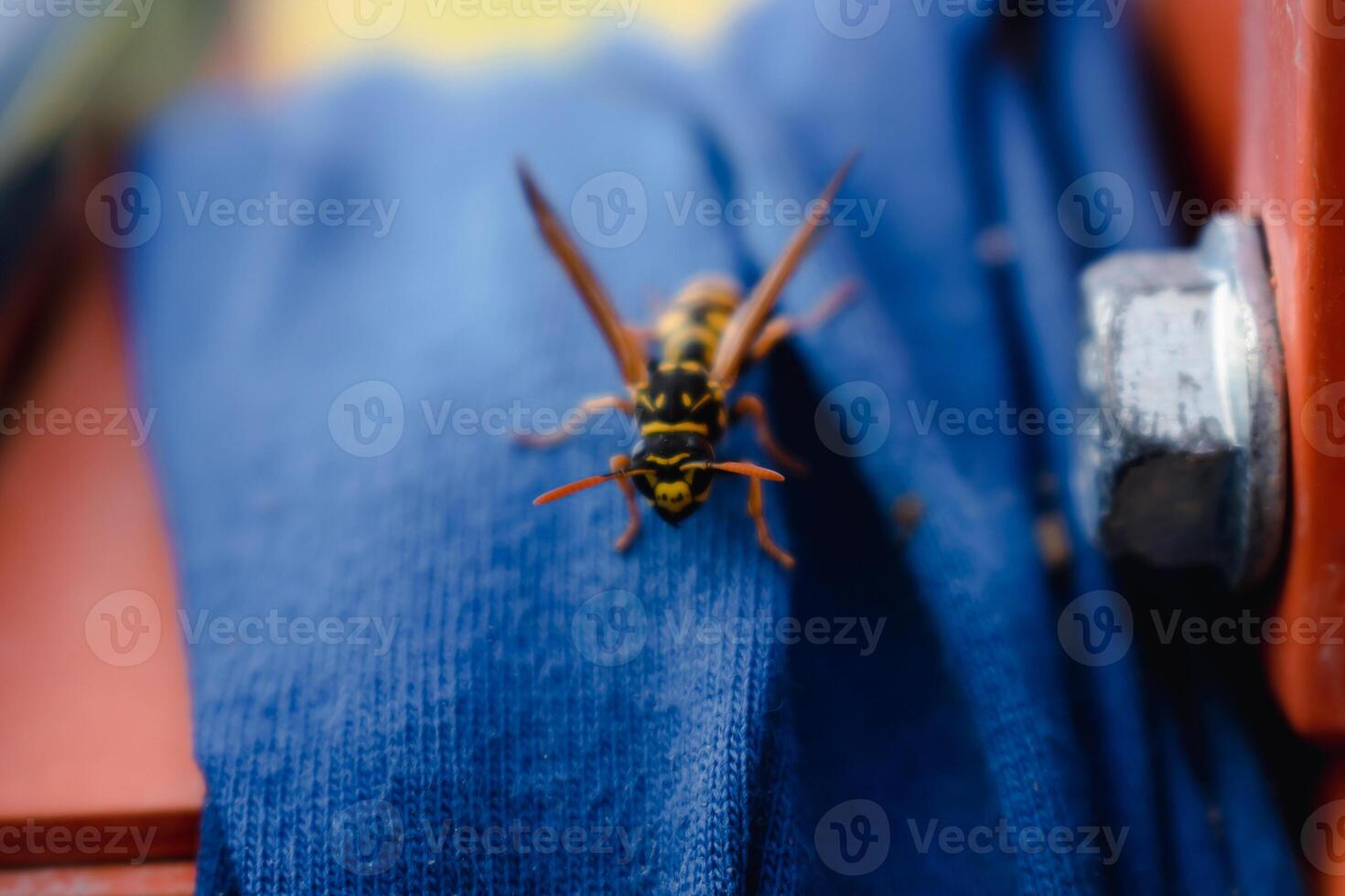 Wasp alone on a blue fabric outdoors in the morning photo