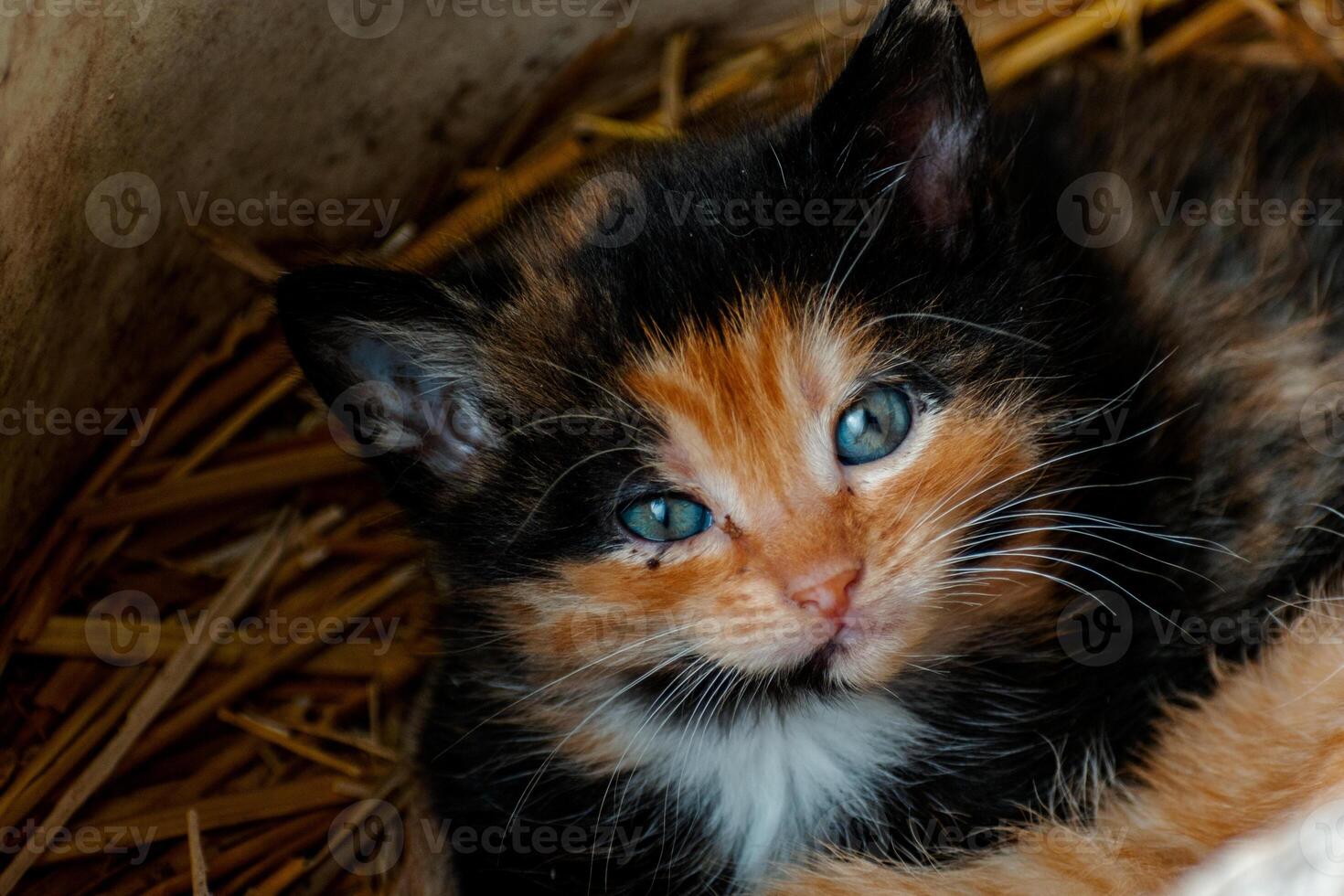 Cute calico kitten with blue eyes looking at the camera, litter of three kittens in the straw on a farm photo