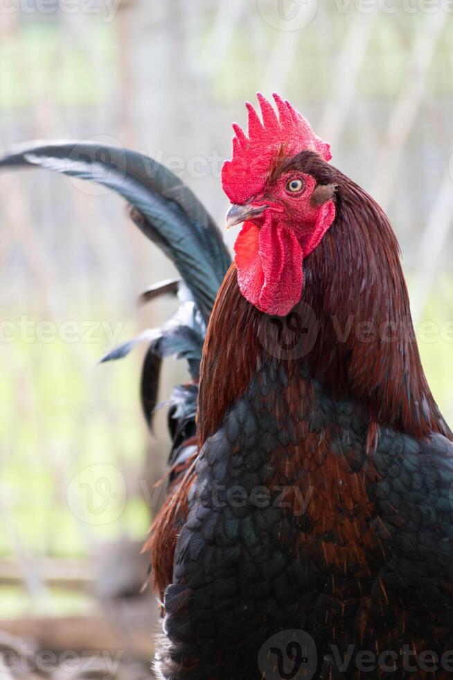 francés gallo en un granja con hermosa oscuro plumaje foto