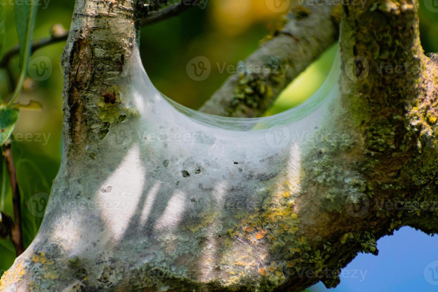 nido de orugas visto en un Fruta árbol, posiblemente el lacayo polilla, malacosoma neustria, lepidópteros foto