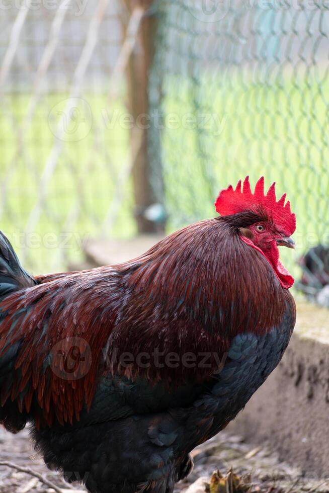 francés gallo en un granja con hermosa oscuro plumaje foto