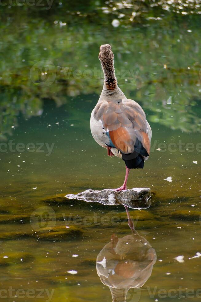 egipcio ganso en pie en un Roca en un lago en sus natural hábitat, alopochen aegipciaca foto