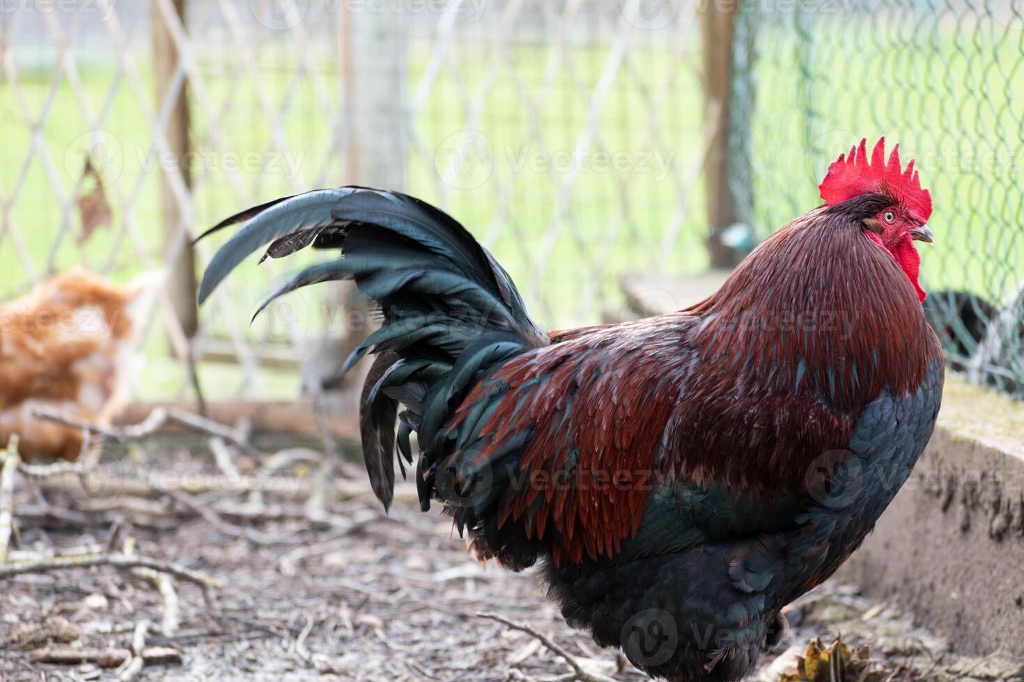 francés gallo en un granja con hermosa oscuro plumaje foto