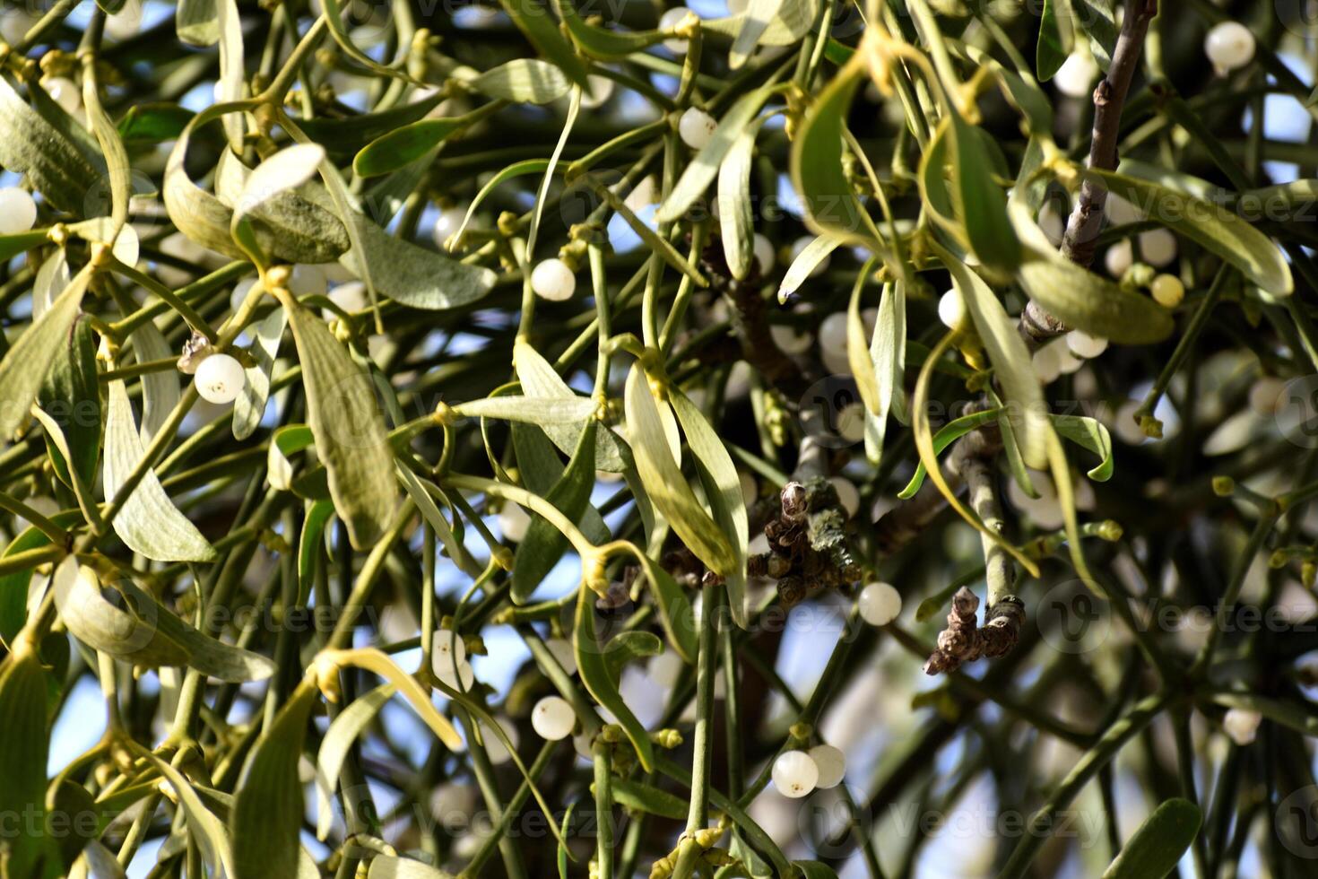 Branch of mistletoe with white berries on apple tree. Viscum album, close-up. photo