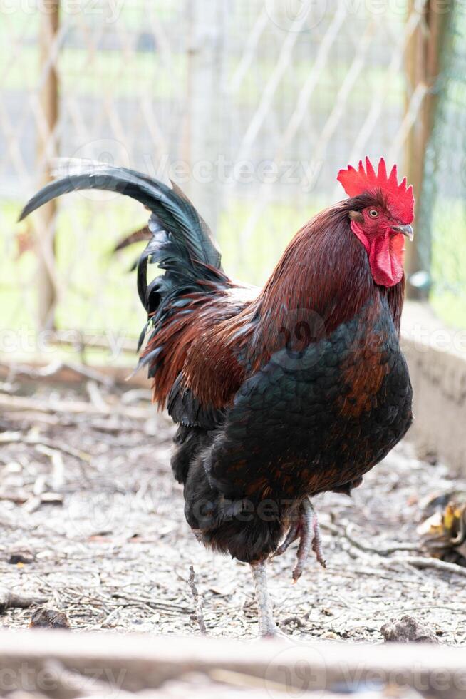 francés gallo en un granja con hermosa oscuro plumaje foto