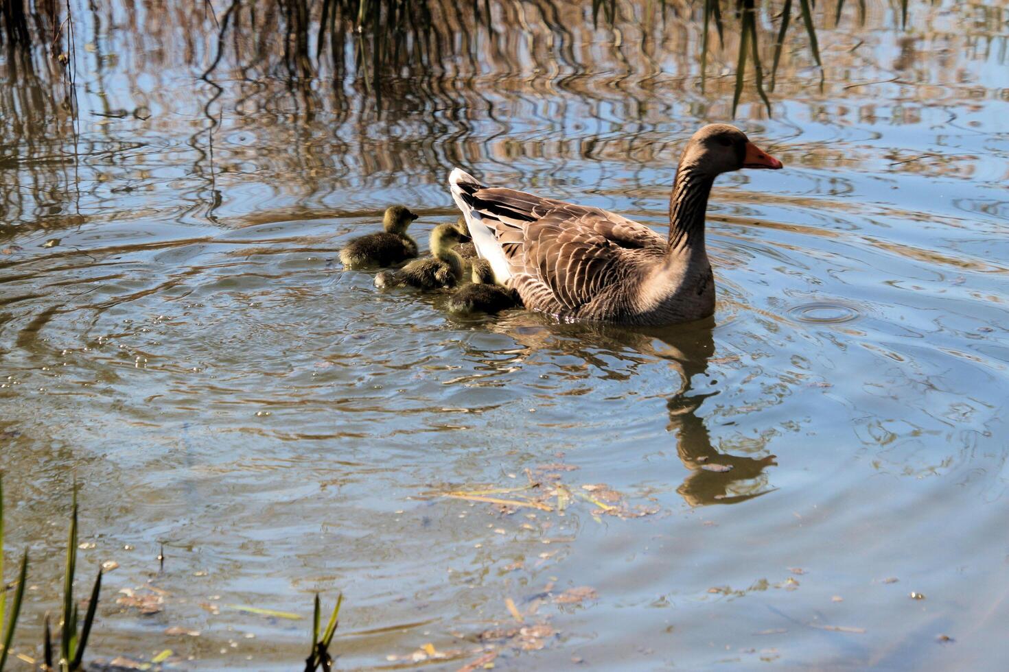 A view of a Greylag Goose photo