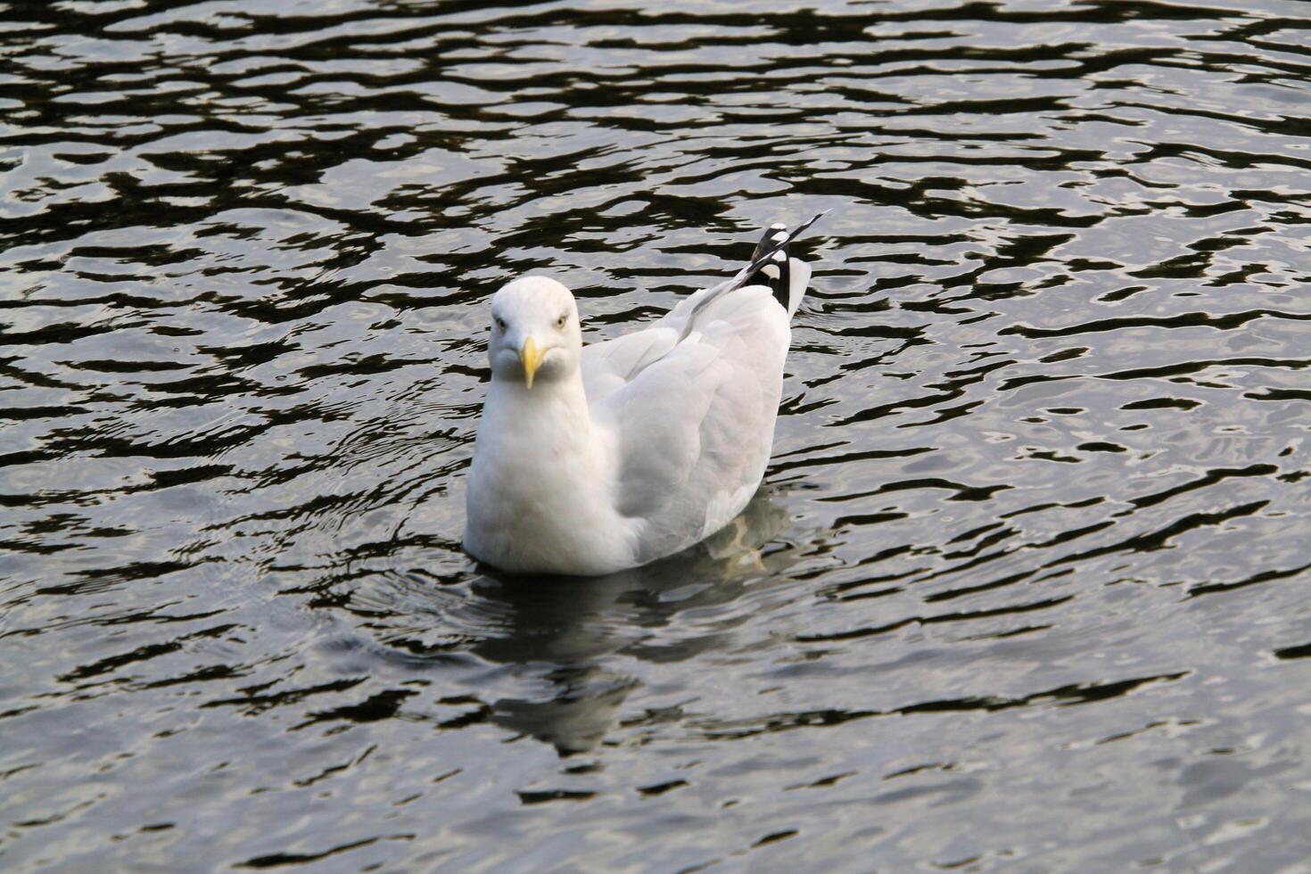 A view of a Seagull in London photo