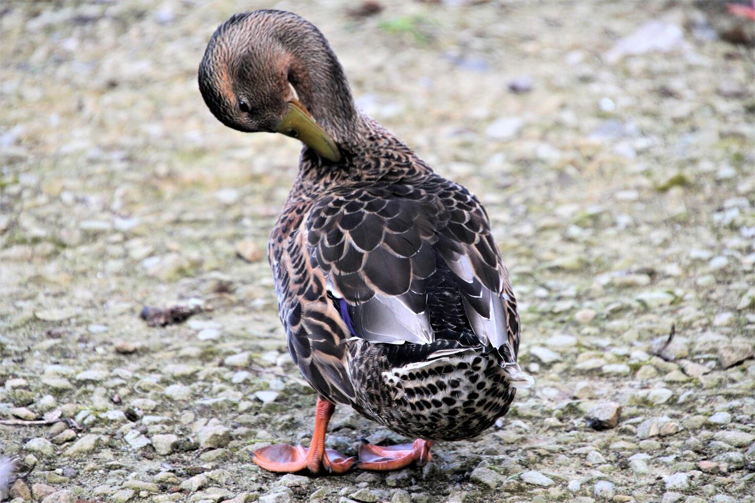 A view of a Mallard Duck photo