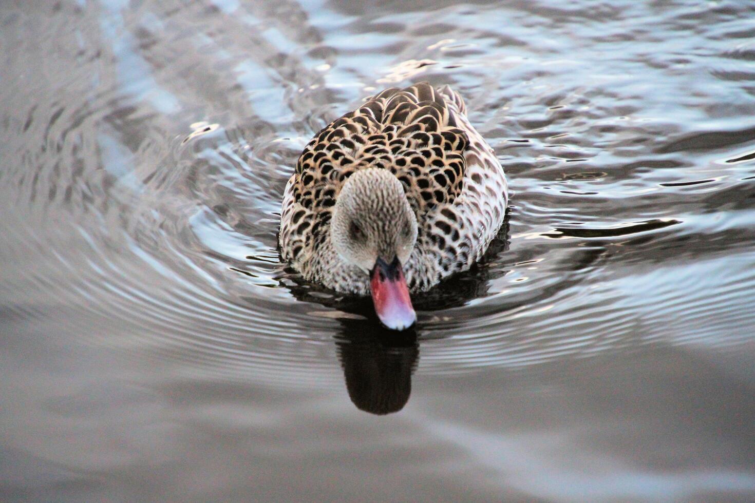 A view of a Cape Teal Duck photo