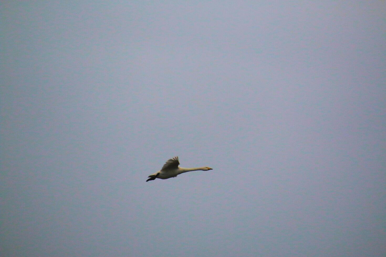 A view of a Whooper Swan photo