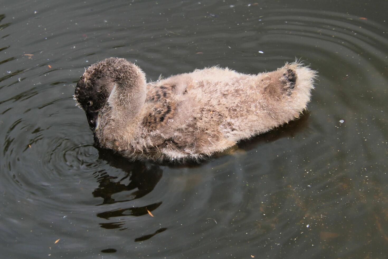 A view of a Black Swan photo