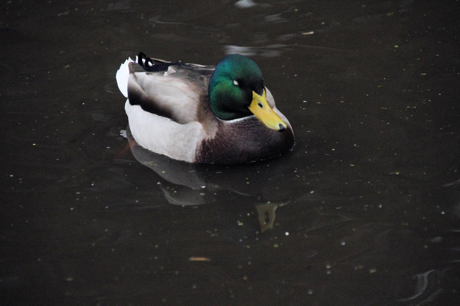 A close up of a Mallard Duck photo