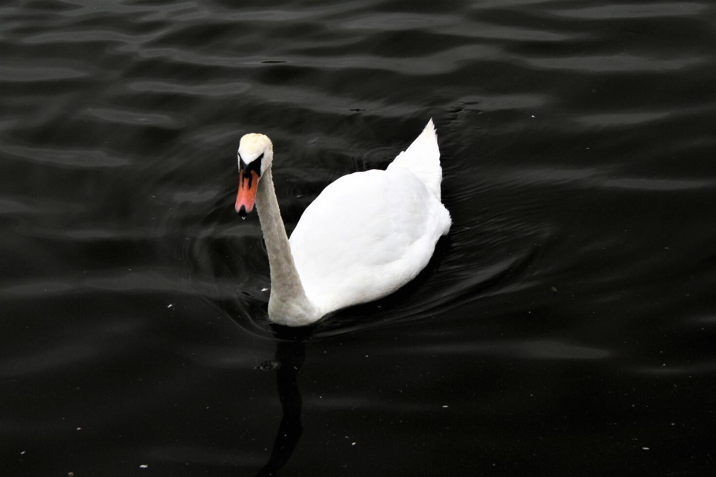 A view of a Mute Swan photo