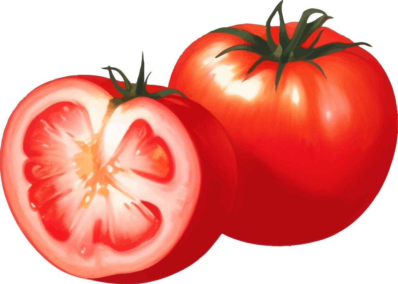 Tomato Detailed Beautiful Hand Drawn Vector Illustration