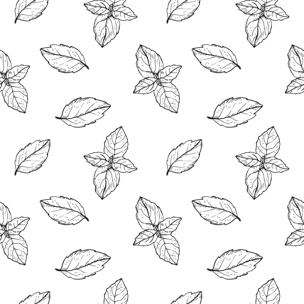 Basil plant seamless pattern drawing vector illustration repeating background. Decorative ornament with basil leaves branch, fragrant herb, spice,. For design, card, textile, print, paper, wrapping