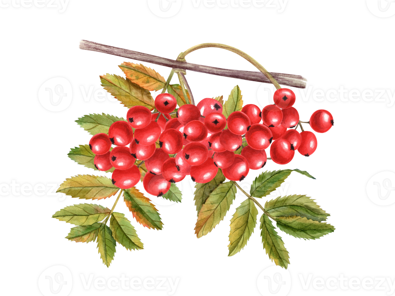 Autumn bunch of ripe rowan berries with leaves. Rustic fall arrangement with rowanberry. Sorbus aucuparia, mountain-ash, quick beam. Composition for wedding invitation, cards, covers png