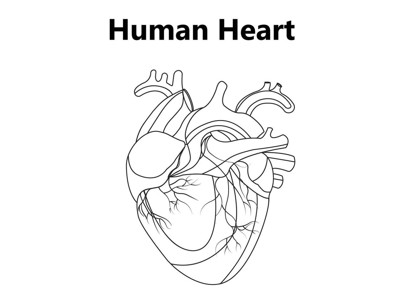 Human heart anatomically correct hand drawn line art and dotwork. Flash tattoo or print design vector illustration