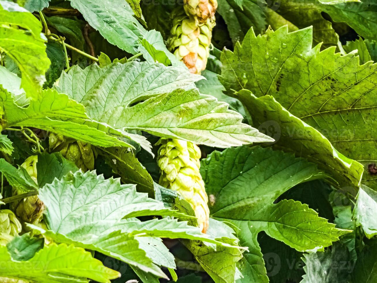 Ripening in autumn of fresh green hop cones on a branch. Used for making beer, bread, in medicine, pharmacology, close-up photo
