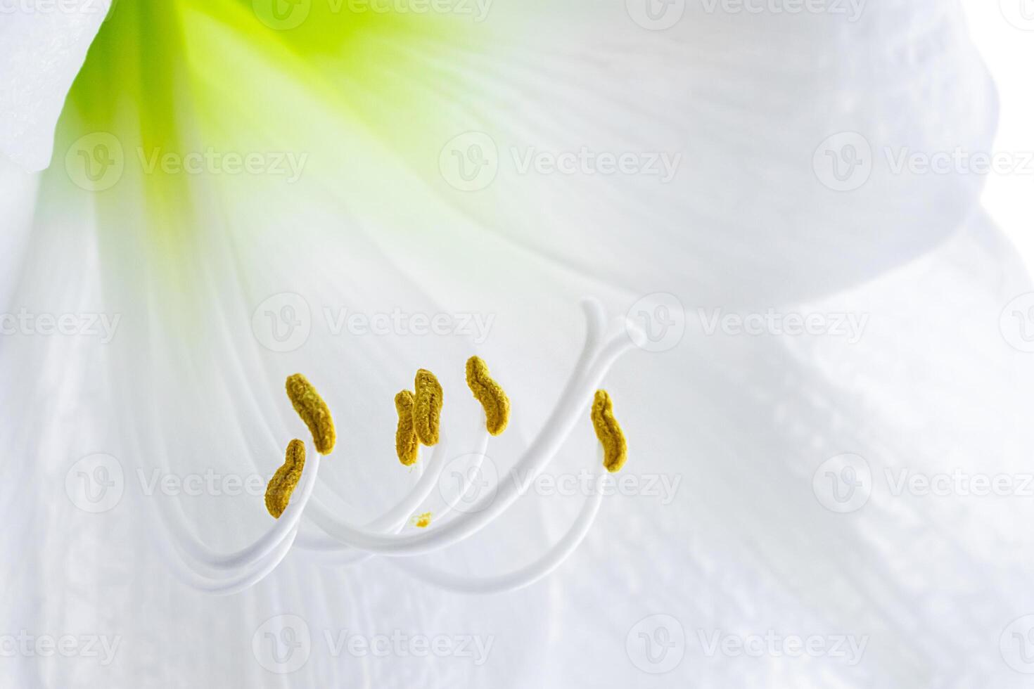 Delicate white hippeastrum flower. Stamens and pistil close-up. Natural background. photo