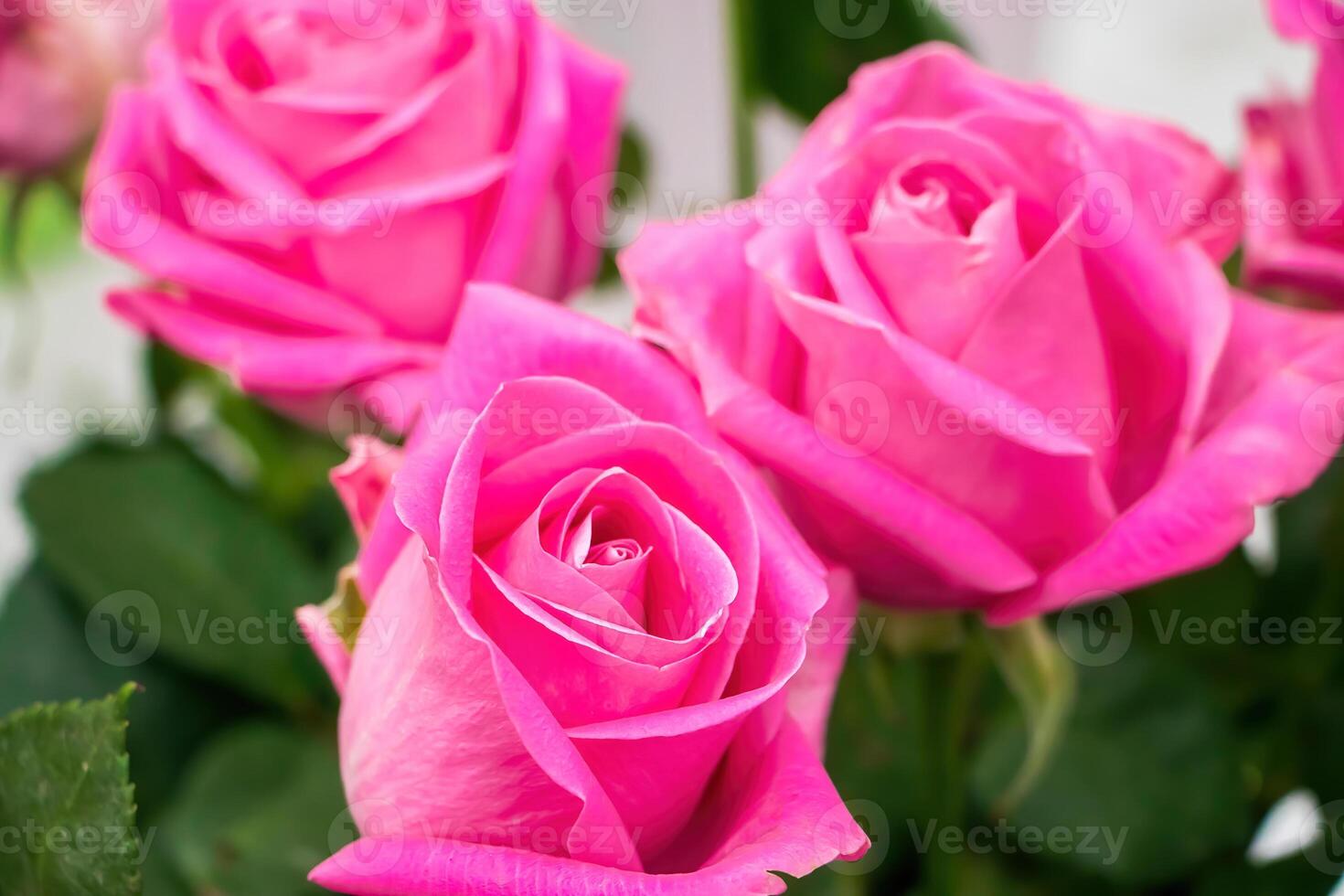 Bouquet of roses in flower shop. photo