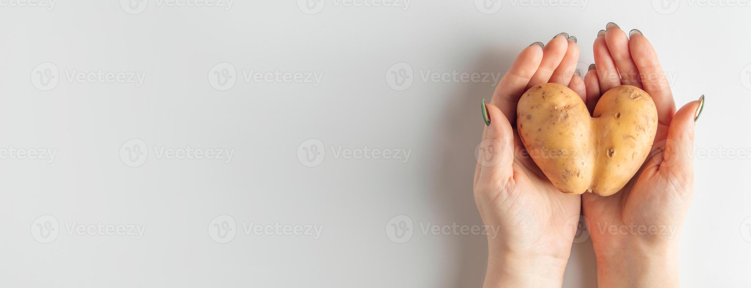 Heart shaped potatoes in hands on a white background. Valentine's day concept. Banner format. photo