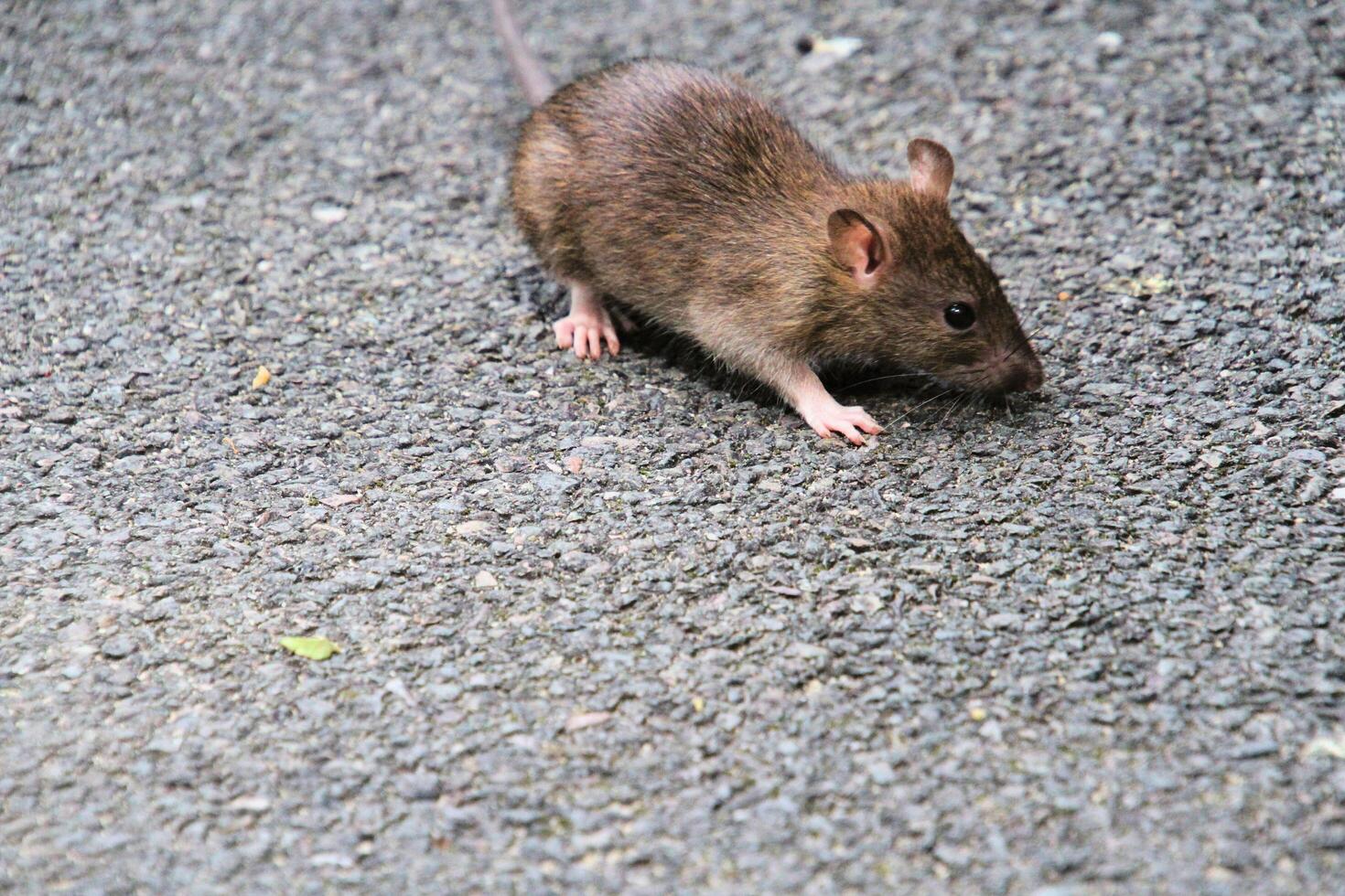A close up of a Field Mouse photo