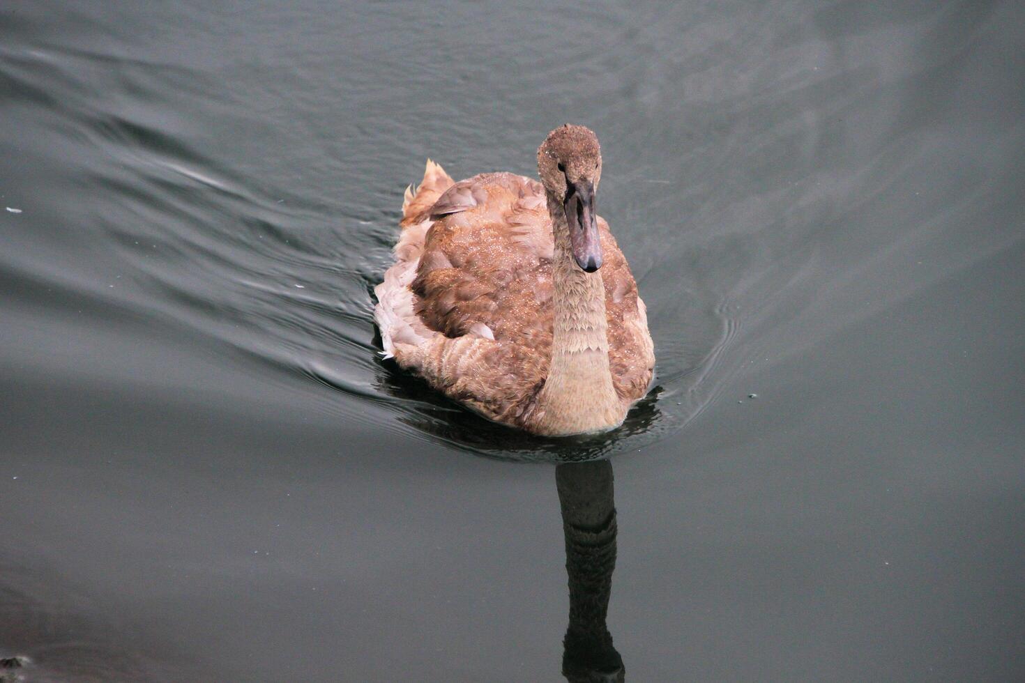 A view of a Mute Swan photo