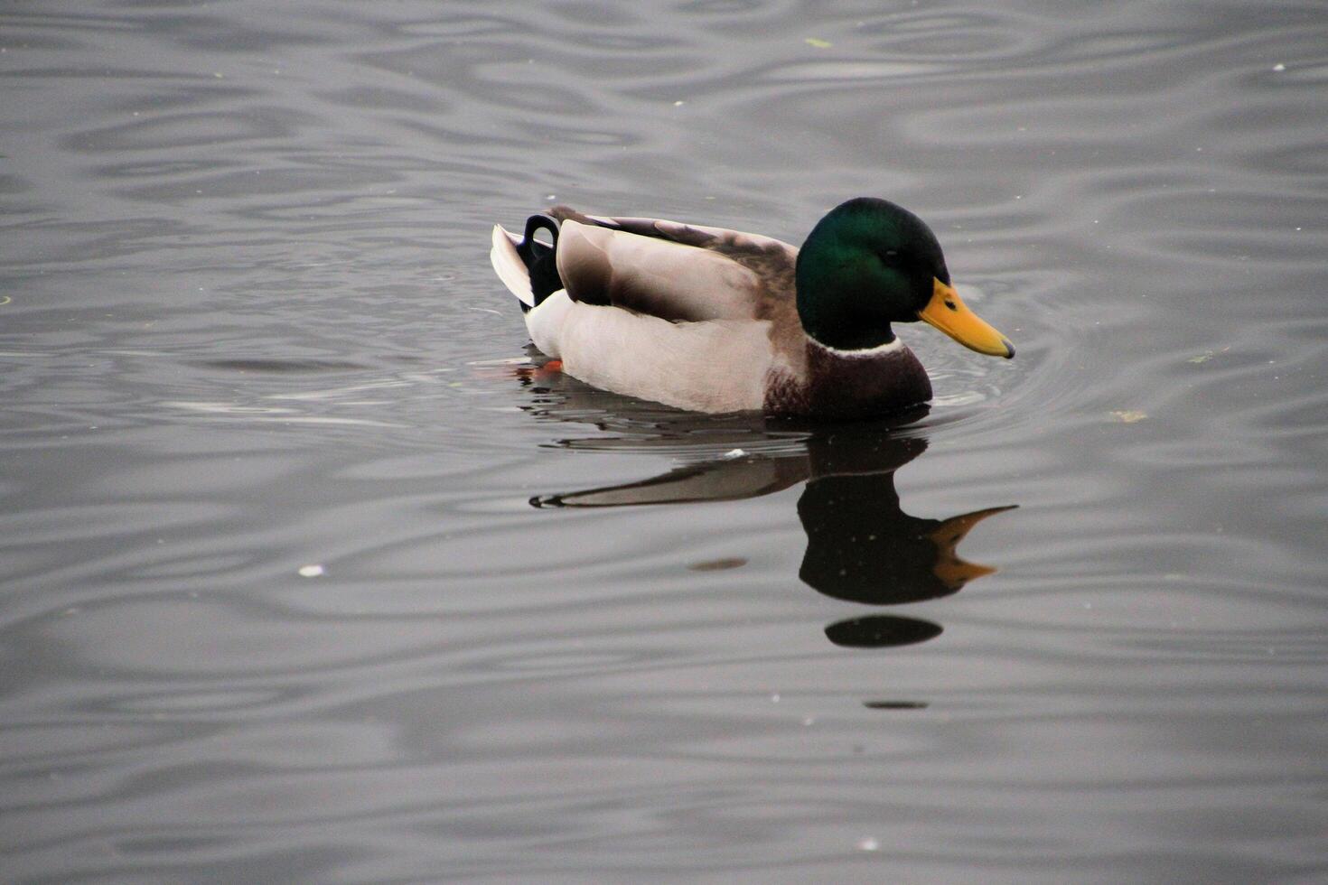 A view of a Mallard Duck photo