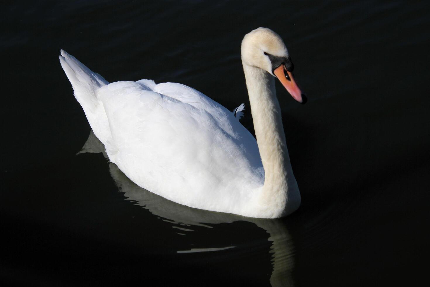 A close up of a Mute Swan photo