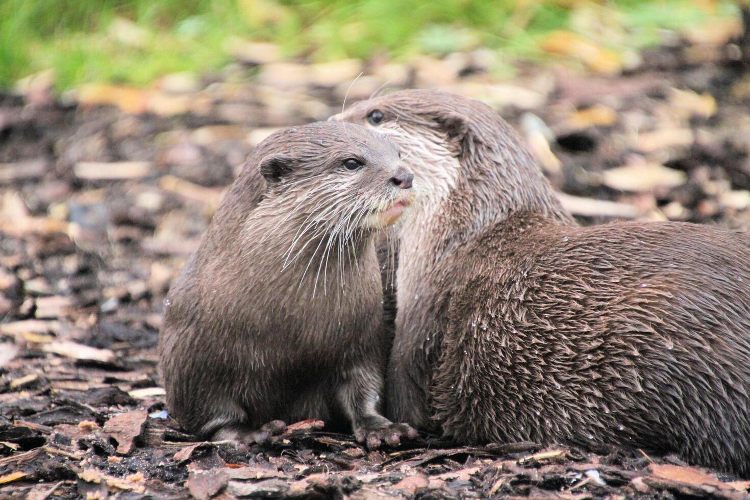 A view of an Otter photo
