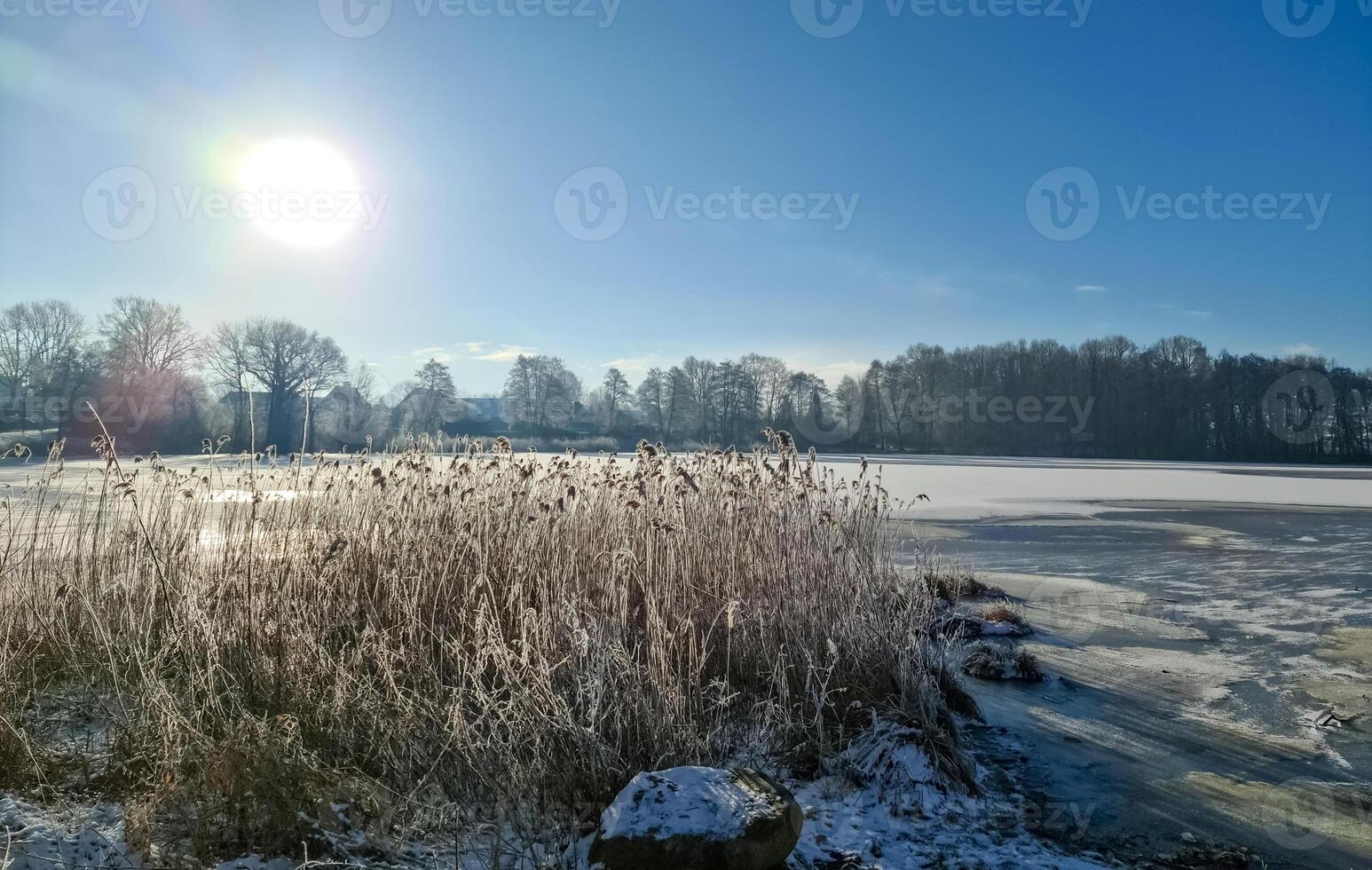 A snow covered frozen lake with icy reeds in the sunshine in the very north of Germany. photo