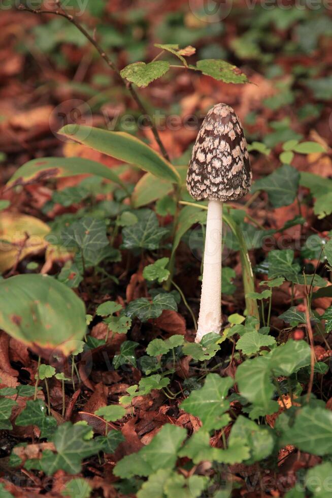 Magpie inkcap fungus - Coprinopsis picacea photo