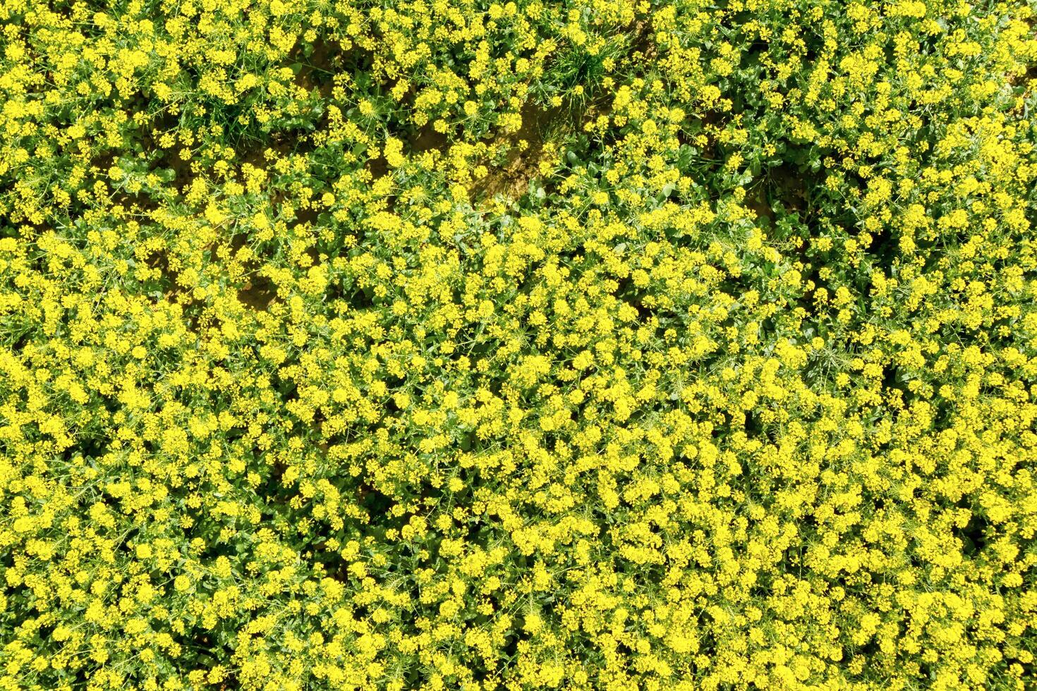 un amarillo campo de colza foto