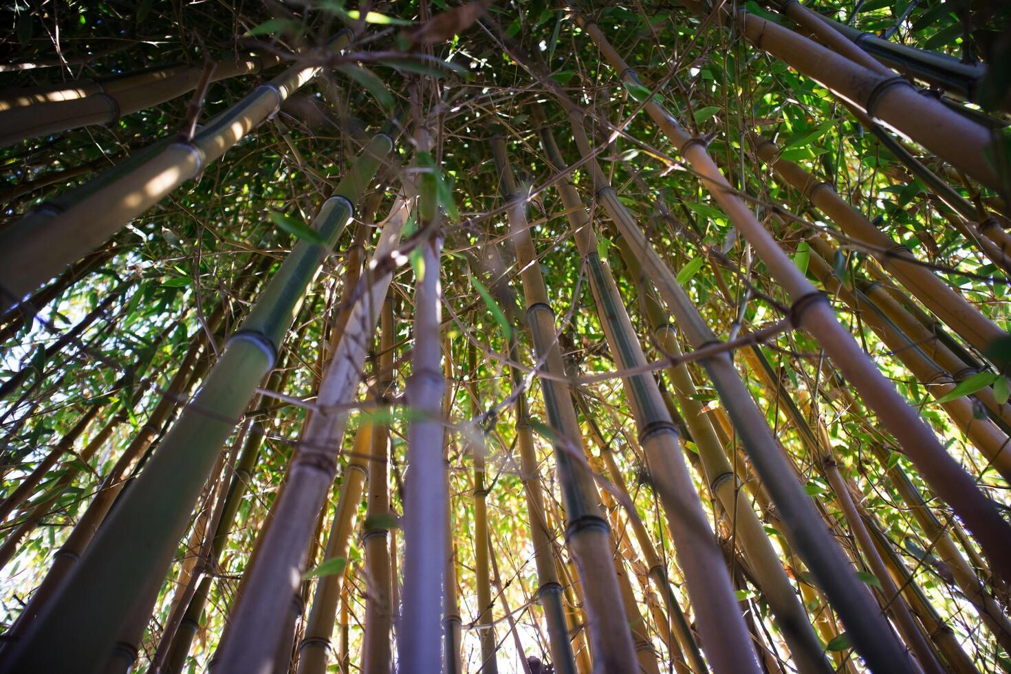 Yellow bamboo cane photo