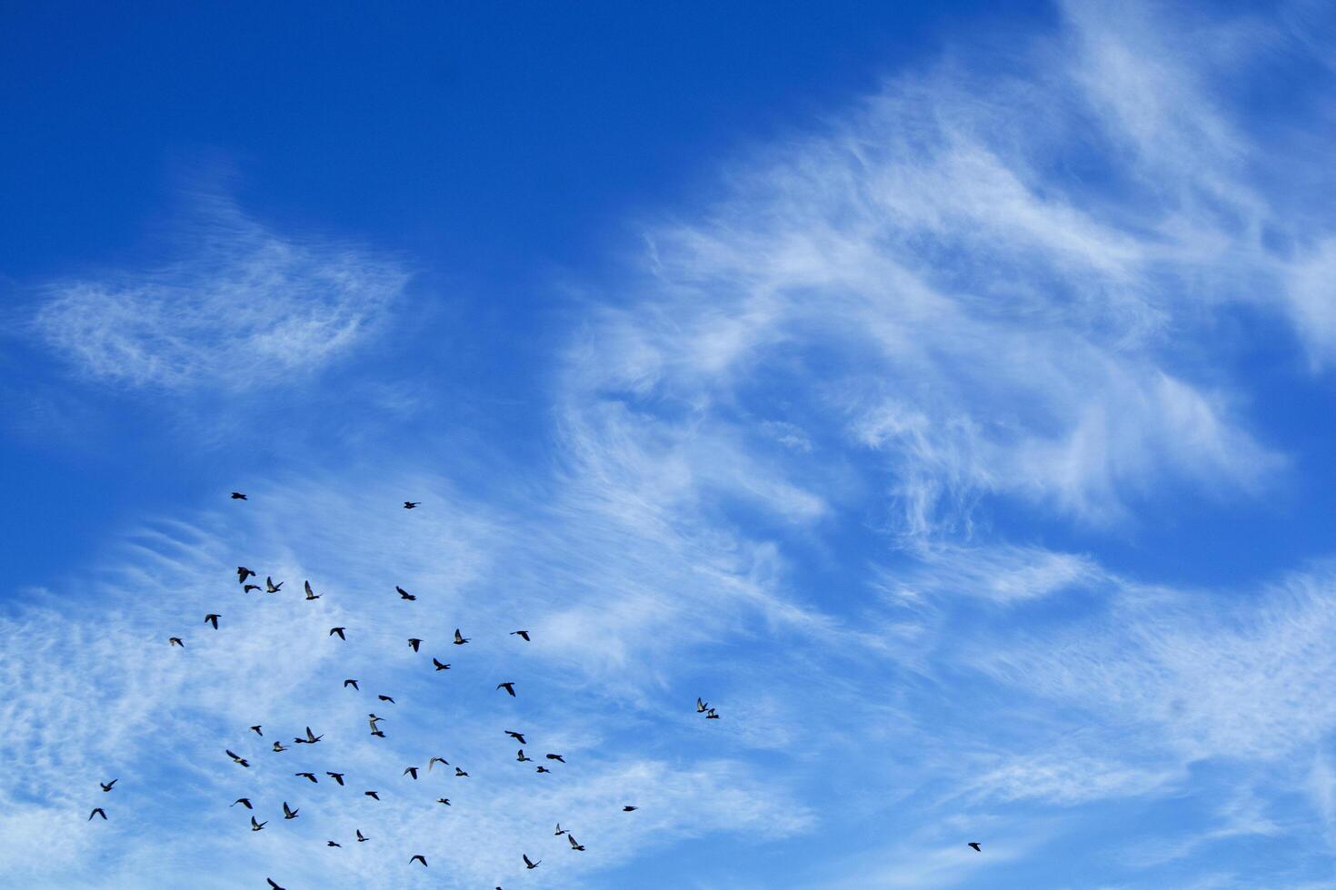 Flock of pigeons flying photo